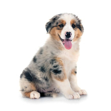 Load image into Gallery viewer, Puppies 2026 (Item #26606) - 12x24 Refill Sheet Calendar - BONUS POCKET PLANNER & BOOKMARK WHILE QUANTITIES LAST