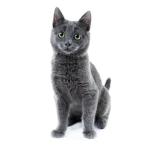 Load image into Gallery viewer, Cats 2027 (Item #2642) - ** SHIPPING IN SEPTEMBER **12x24 Refill Sheet Calendar - BONUS POCKET PLANNER & BOOKMARK WHILE QUANTITIES LAST