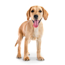 Load image into Gallery viewer, Puppies 2026 (Item #26606) - 12x24 Refill Sheet Calendar - BONUS POCKET PLANNER & BOOKMARK WHILE QUANTITIES LAST