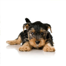 Load image into Gallery viewer, Puppies 2027 (Item #26606) - ** SHIPPING IN SEPTEMBER **12x24 Refill Sheet Calendar - BONUS POCKET PLANNER & BOOKMARK WHILE QUANTITIES LAST