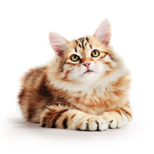 Load image into Gallery viewer, Cats 2026 (Item #9642) - 12x24 Refill Sheet Calendar - BONUS POCKET PLANNER & BOOKMARK WHILE QUANTITIES LAST