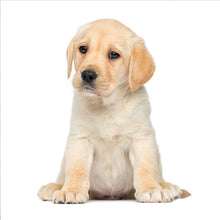 Load image into Gallery viewer, Puppies 2027 (Item #26606) - ** SHIPPING IN SEPTEMBER **12x24 Refill Sheet Calendar - BONUS POCKET PLANNER & BOOKMARK WHILE QUANTITIES LAST
