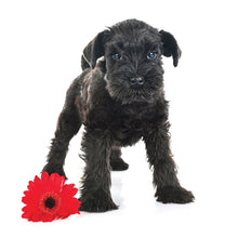 Load image into Gallery viewer, Puppies 2026 (Item #26606) - 12x24 Refill Sheet Calendar - BONUS POCKET PLANNER & BOOKMARK WHILE QUANTITIES LAST