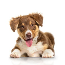 Load image into Gallery viewer, Puppies 2026 (Item #26606) - 12x24 Refill Sheet Calendar - BONUS POCKET PLANNER & BOOKMARK WHILE QUANTITIES LAST