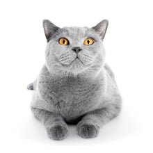 Load image into Gallery viewer, Cats 2026 (Item #9642) - 12x24 Refill Sheet Calendar - BONUS POCKET PLANNER & BOOKMARK WHILE QUANTITIES LAST