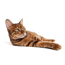 Load image into Gallery viewer, Cats 2027 (Item #2642) - ** SHIPPING IN SEPTEMBER **12x24 Refill Sheet Calendar - BONUS POCKET PLANNER & BOOKMARK WHILE QUANTITIES LAST