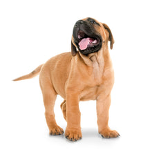 Load image into Gallery viewer, Puppies 2026 (Item #26606) - 12x24 Refill Sheet Calendar - BONUS POCKET PLANNER & BOOKMARK WHILE QUANTITIES LAST