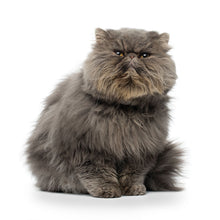 Load image into Gallery viewer, Cats 2026 (Item #9642) - 12x24 Refill Sheet Calendar - BONUS POCKET PLANNER & BOOKMARK WHILE QUANTITIES LAST