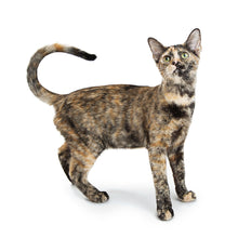 Load image into Gallery viewer, Cats 2026 (Item #9642) - 12x24 Refill Sheet Calendar - BONUS POCKET PLANNER & BOOKMARK WHILE QUANTITIES LAST