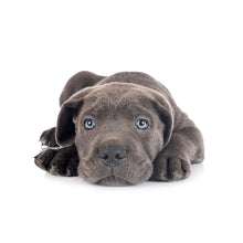 Load image into Gallery viewer, Puppies 2027 (Item #26606) - ** SHIPPING IN SEPTEMBER **12x24 Refill Sheet Calendar - BONUS POCKET PLANNER &amp; BOOKMARK WHILE QUANTITIES LAST
