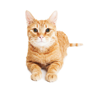 Cats 2026 (Item #9642) - 12x24 Refill Sheet Calendar - BONUS POCKET PLANNER & BOOKMARK WHILE QUANTITIES LAST