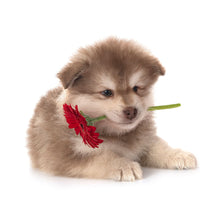 Load image into Gallery viewer, Puppies 2027 (Item #26606) - ** SHIPPING IN SEPTEMBER **12x24 Refill Sheet Calendar - BONUS POCKET PLANNER &amp; BOOKMARK WHILE QUANTITIES LAST
