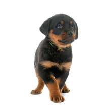 Load image into Gallery viewer, Puppies 2027 (Item #26606) - ** SHIPPING IN SEPTEMBER **12x24 Refill Sheet Calendar - BONUS POCKET PLANNER &amp; BOOKMARK WHILE QUANTITIES LAST
