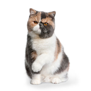 Cats 2026 (Item #9642) - 12x24 Refill Sheet Calendar - BONUS POCKET PLANNER & BOOKMARK WHILE QUANTITIES LAST