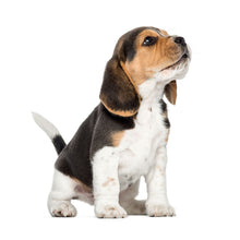 Load image into Gallery viewer, Puppies 2027 (Item #26606) - ** SHIPPING IN SEPTEMBER **12x24 Refill Sheet Calendar - BONUS POCKET PLANNER &amp; BOOKMARK WHILE QUANTITIES LAST
