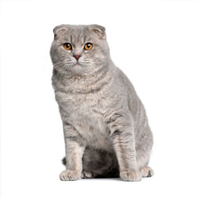 Load image into Gallery viewer, Cats 2027 (Item #2642) - ** SHIPPING IN SEPTEMBER **12x24 Refill Sheet Calendar - BONUS POCKET PLANNER &amp; BOOKMARK WHILE QUANTITIES LAST

