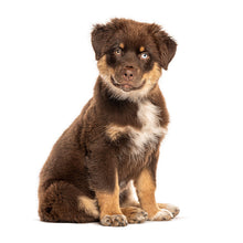 Load image into Gallery viewer, Puppies 2027 (Item #26606) - ** SHIPPING IN SEPTEMBER **12x24 Refill Sheet Calendar - BONUS POCKET PLANNER &amp; BOOKMARK WHILE QUANTITIES LAST
