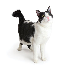 Load image into Gallery viewer, Cats 2026 (Item #9642) - 12x24 Refill Sheet Calendar - BONUS POCKET PLANNER &amp; BOOKMARK WHILE QUANTITIES LAST
