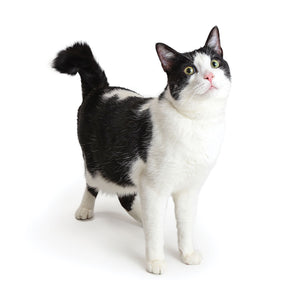 Cats 2026 (Item #9642) - 12x24 Refill Sheet Calendar - BONUS POCKET PLANNER & BOOKMARK WHILE QUANTITIES LAST