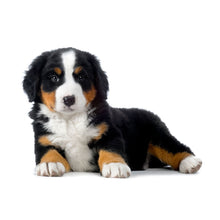 Load image into Gallery viewer, Puppies 2027 (Item #26606) - ** SHIPPING IN SEPTEMBER **12x24 Refill Sheet Calendar - BONUS POCKET PLANNER &amp; BOOKMARK WHILE QUANTITIES LAST
